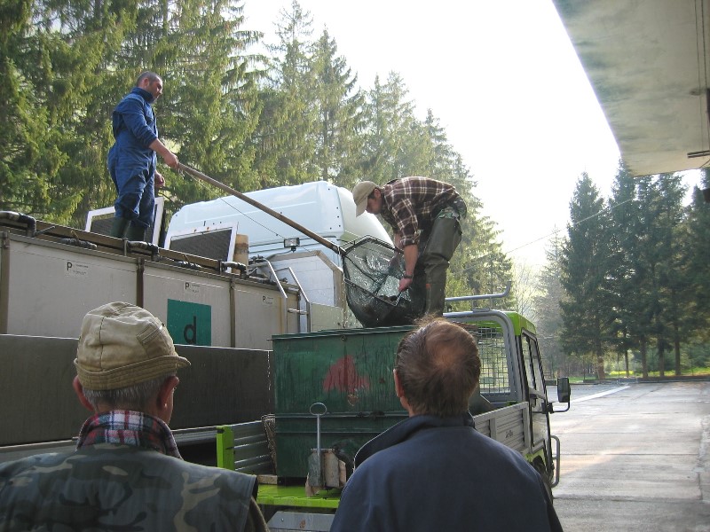 ../Images/19.04.07  36 Chargement des truites pour mise a leau.jpg